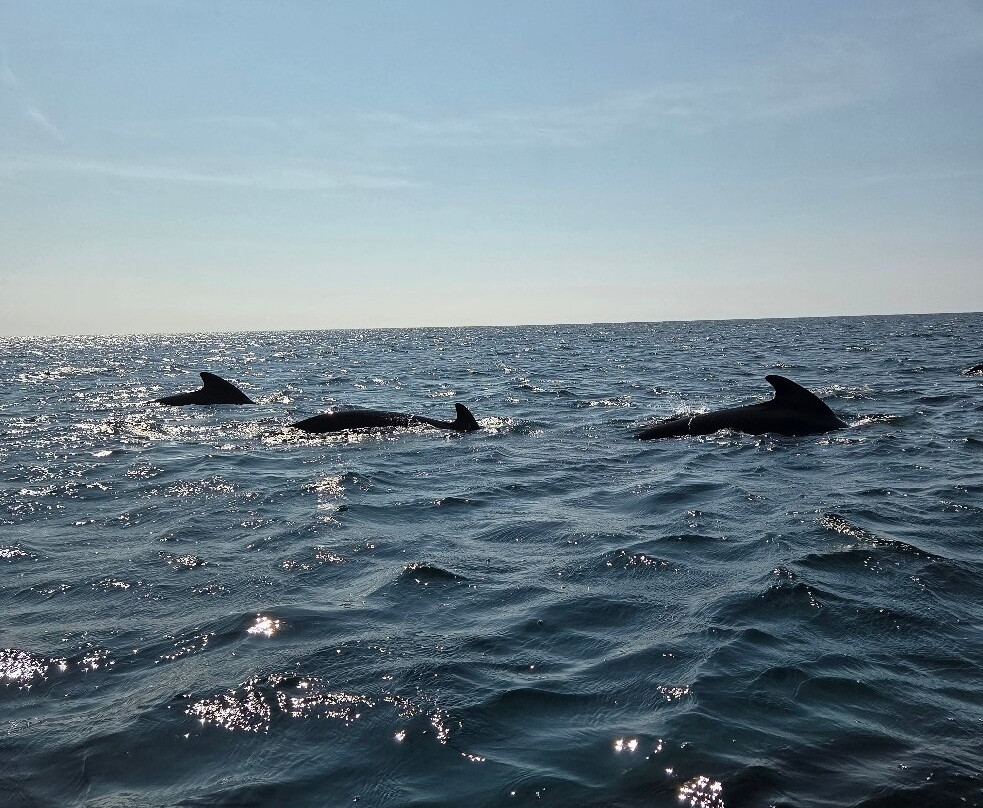 Captain Zodiac Whale Cruise-Cheticamp必去景点