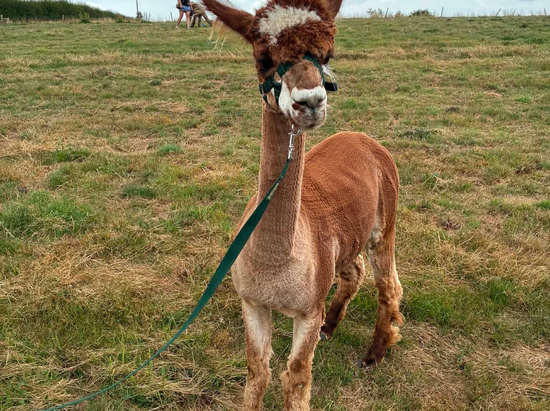 Popham Farm Alpaca Trekking-索尔塔什必去景点