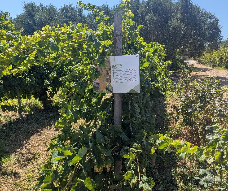 Lyrarakis Winery-伊拉克利翁必去景点