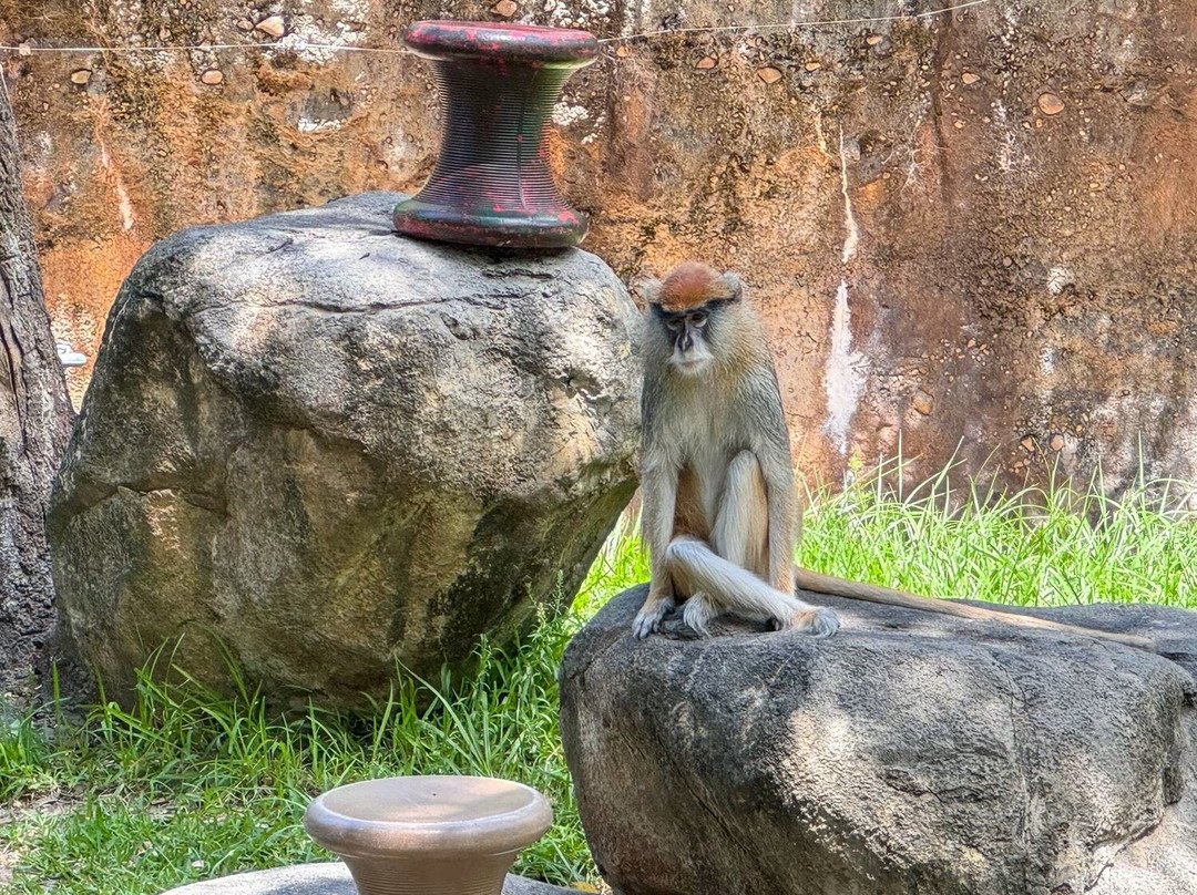 休士顿动物园-休斯顿必去景点