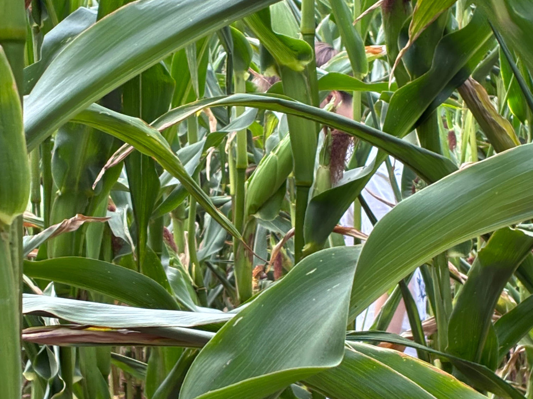 Elton Farm Maize Mazes-Newnham-on-Severn必去景点