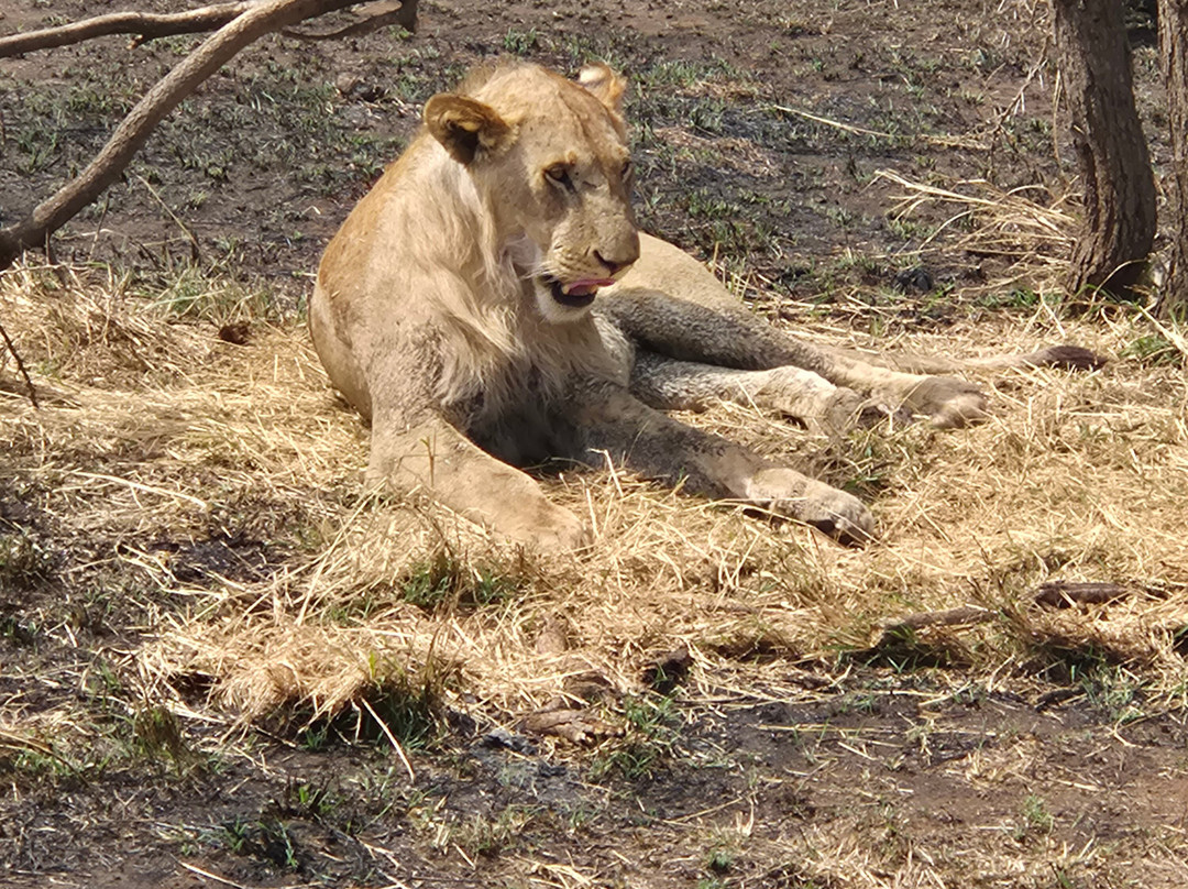 Furahia Tanzania Safari & Trekking Ltd-阿鲁沙必去景点