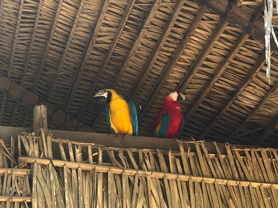 Amazon Rambo Jungle Tours-玛瑙斯必去景点