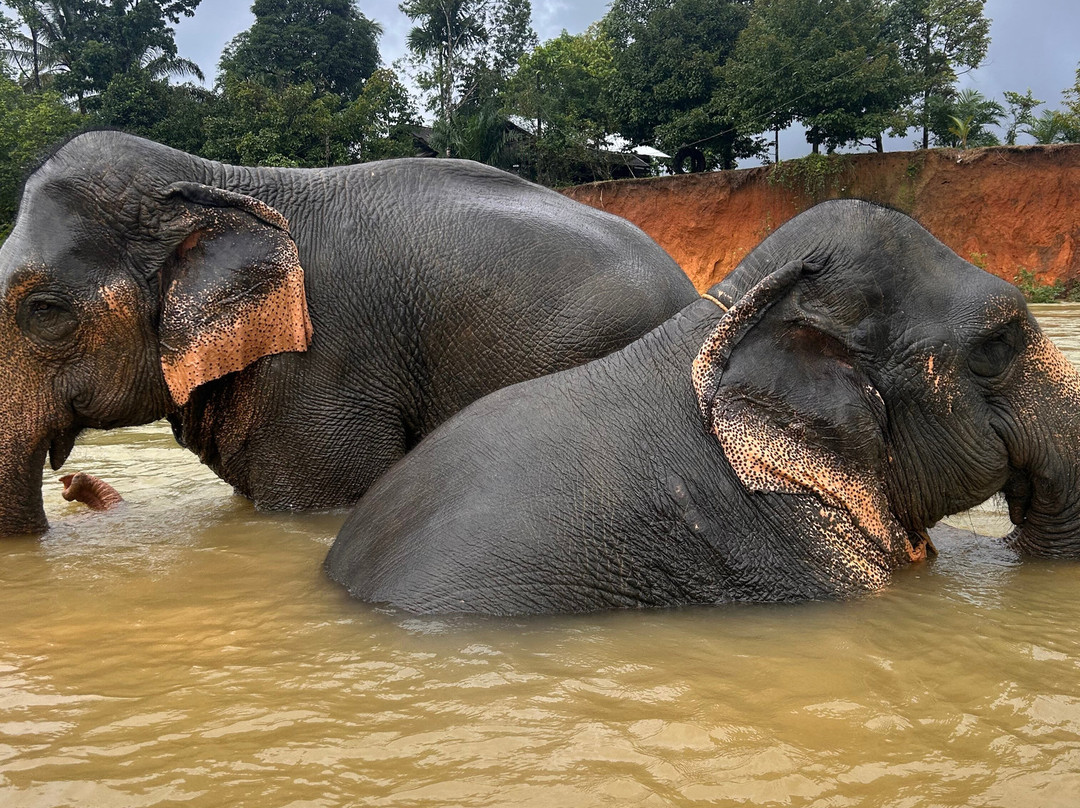 Khao Sok Elephant Conservation Centre-Rommani必去景点