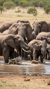 Elephant Kingdom Safaris – Explore Minneriya, Kaudulla & Hurulu Parks-锡吉里亚必去景点