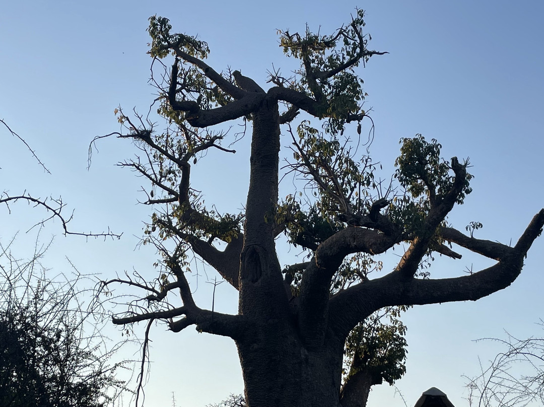 Planet Baobab-Gweta必去景点
