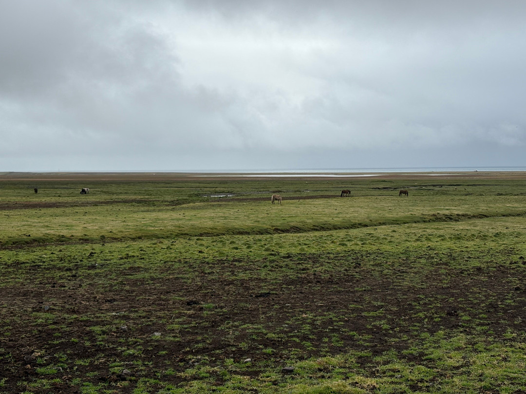 Lysuholl - Horseback riding tours-Snaefellsbaer必去景点