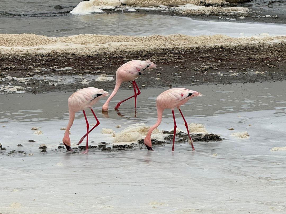 Marafiki Safaris & Cultural Tours-巴加莫约必去景点
