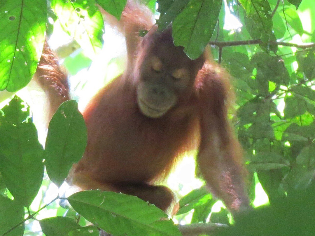 Our Jungle Trekking with Safar Ketambe-Ketambe必去景点