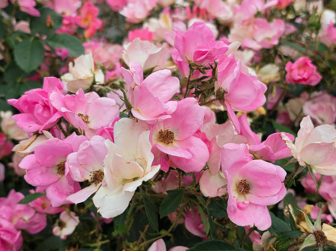Highline SeaTac Botanical Gardens-西塔科必去景点