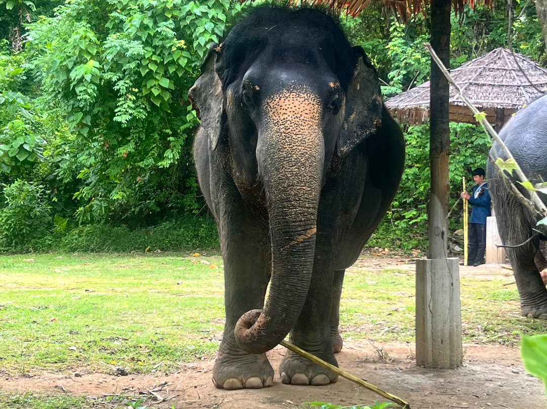 Hidden Forest Elephant Reserve-查龙必去景点