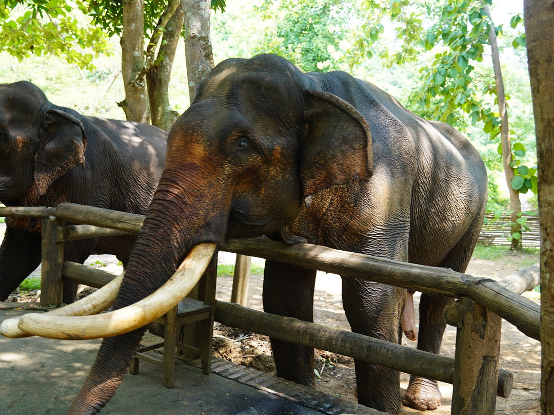 Manifa Elephant Camp-Sang Ha必去景点