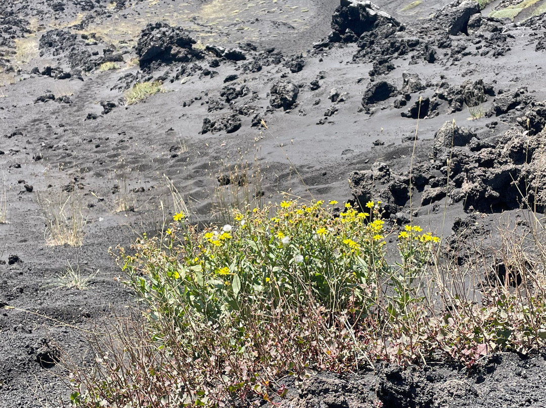 Craters Silvestri of Mount Etna-尼科洛西必去景点