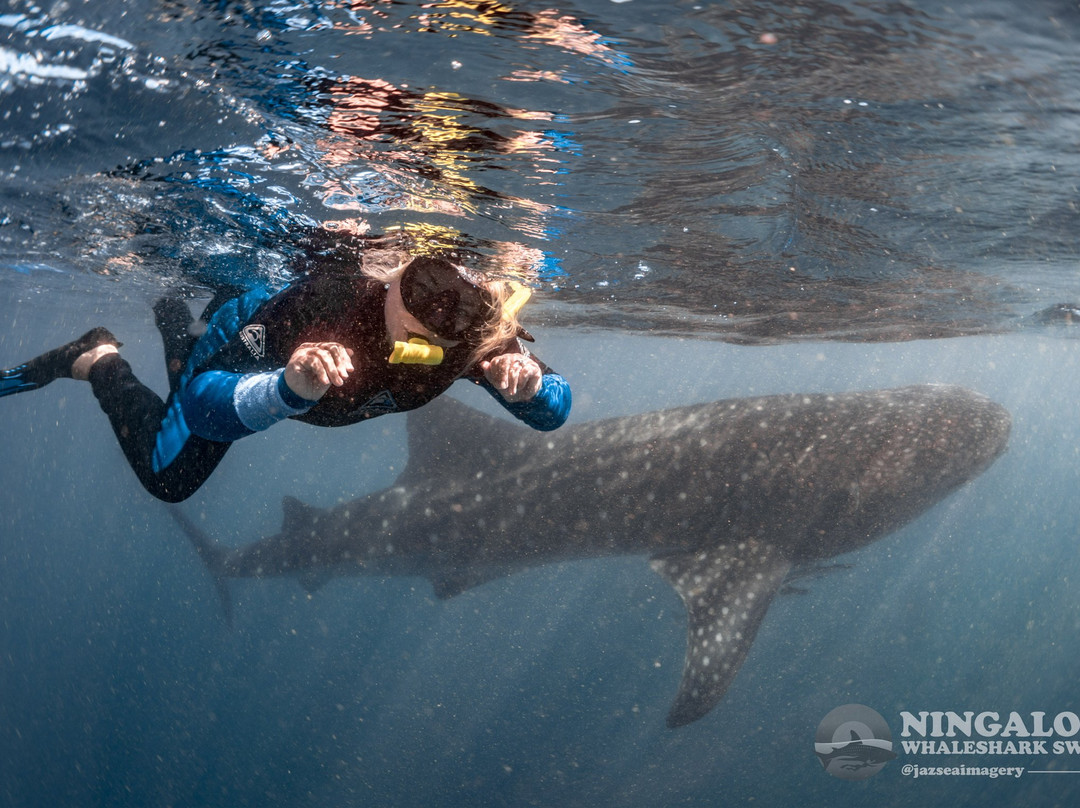 Ningaloo Whaleshark Swim-埃克斯茅斯必去景点
