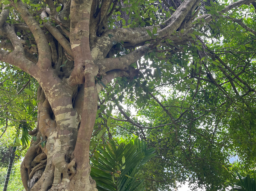 National Spice Garden of Sri Lanka-Matale必去景点