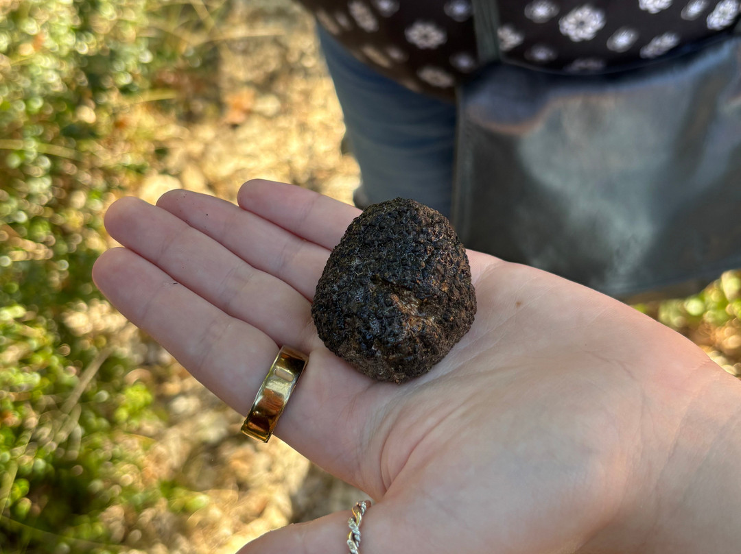 Truffle Hunting-卡兰巴卡必去景点