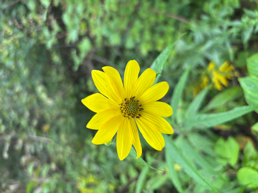Lion's Den Gorge Nature Preserve-Grafton必去景点