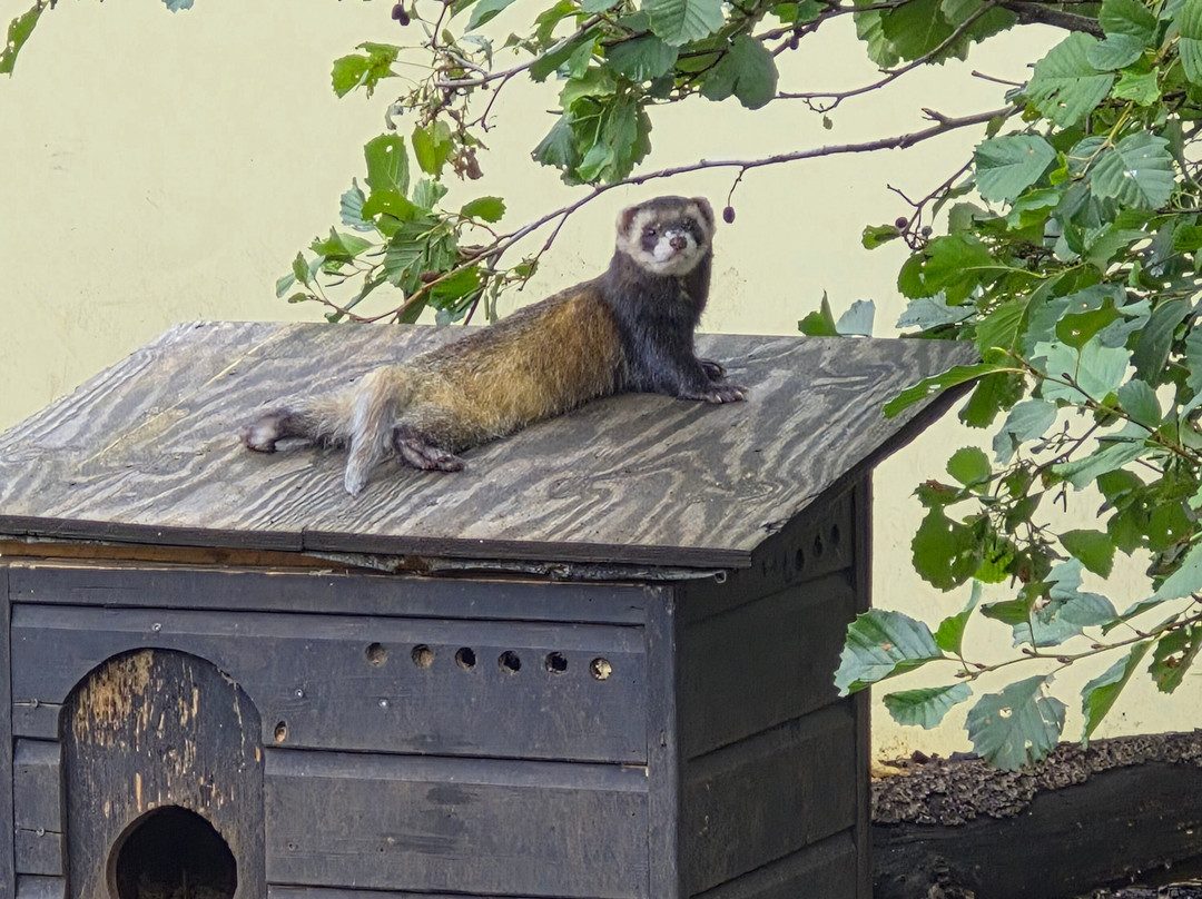 Screech Owl Sanctuary & Animal Park-St Columb Major必去景点