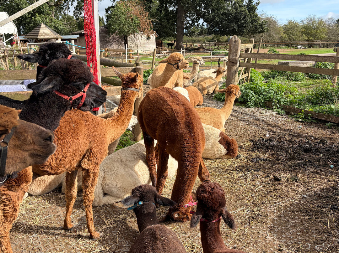 Lucky Tails Alpaca Farm-Atherstone必去景点