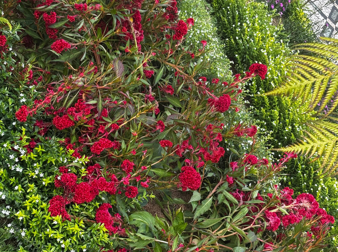 The Blooms Garden-Belalang必去景点