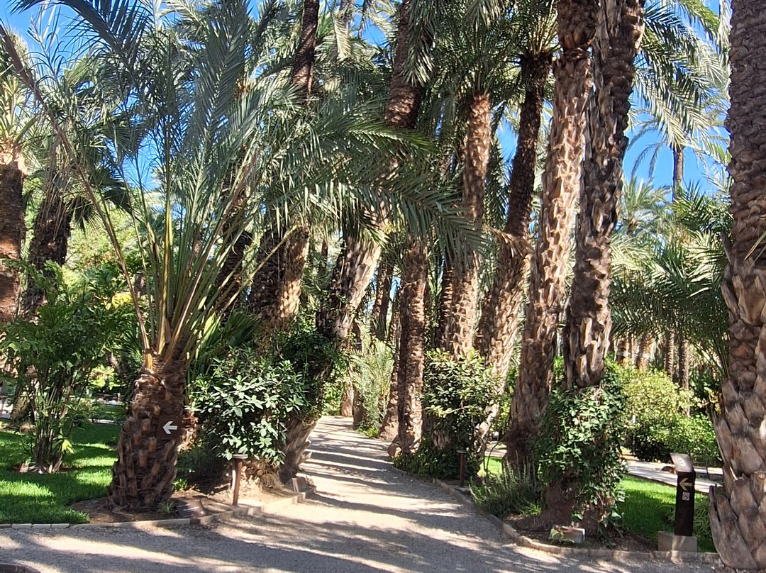 Jardín Artístico Nacional Huerto Del Cura-埃尔切必去景点