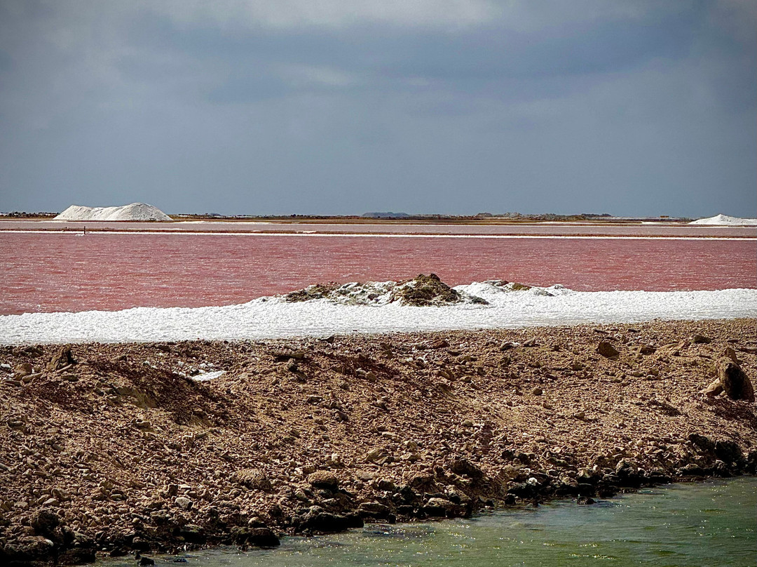 Pekelmeer Flamingo Sanctuary-博奈尔岛必去景点