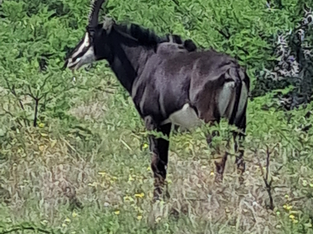 Willem Pretorius Game Reserve-Venterburg必去景点