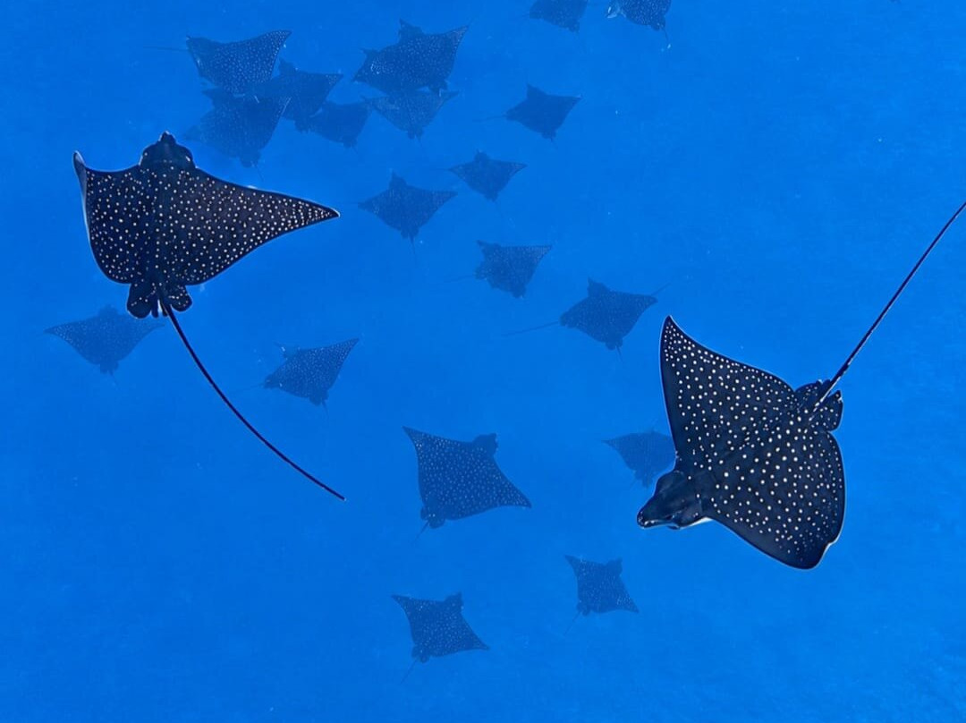 'ATAE : Safari Océan ~ Tahiti-普纳奥亚必去景点