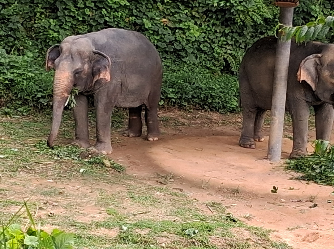 Hidden Forest Elephant Reserve-查龙必去景点