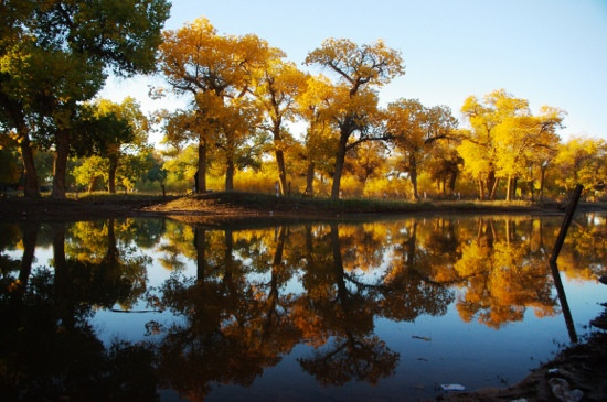 内蒙古额济纳旗胡杨林国家级自然保护区