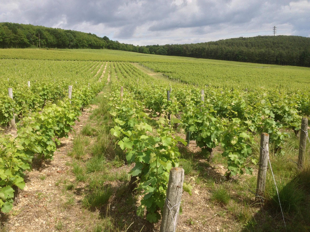 Crezancy-en-Sancerre旅游攻略图片