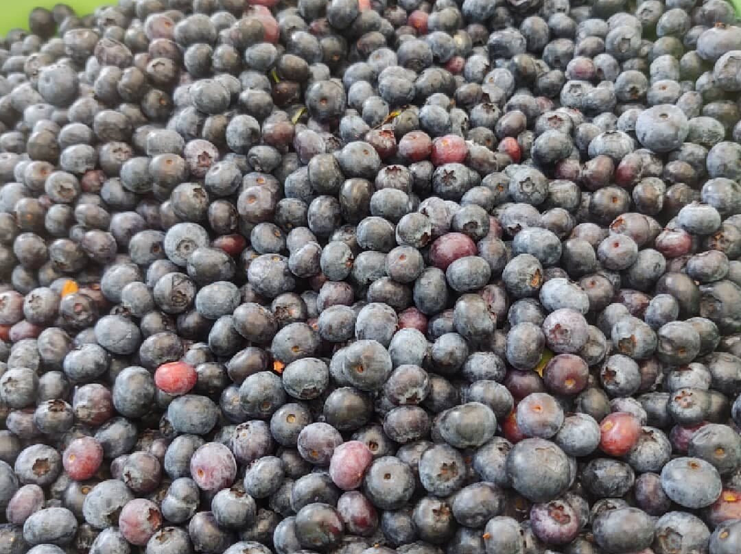 Blueberry Bunch Farm景点图片