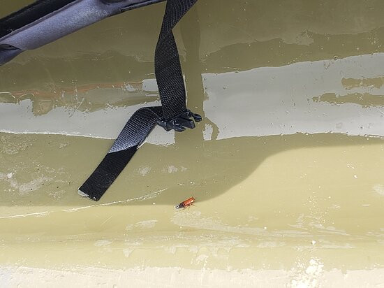 Crisfield Kayak and Canoe Rentals-Crisfield必去景点