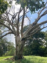 Lukut Muzium (Muzium Lukut)-波德申必去景点