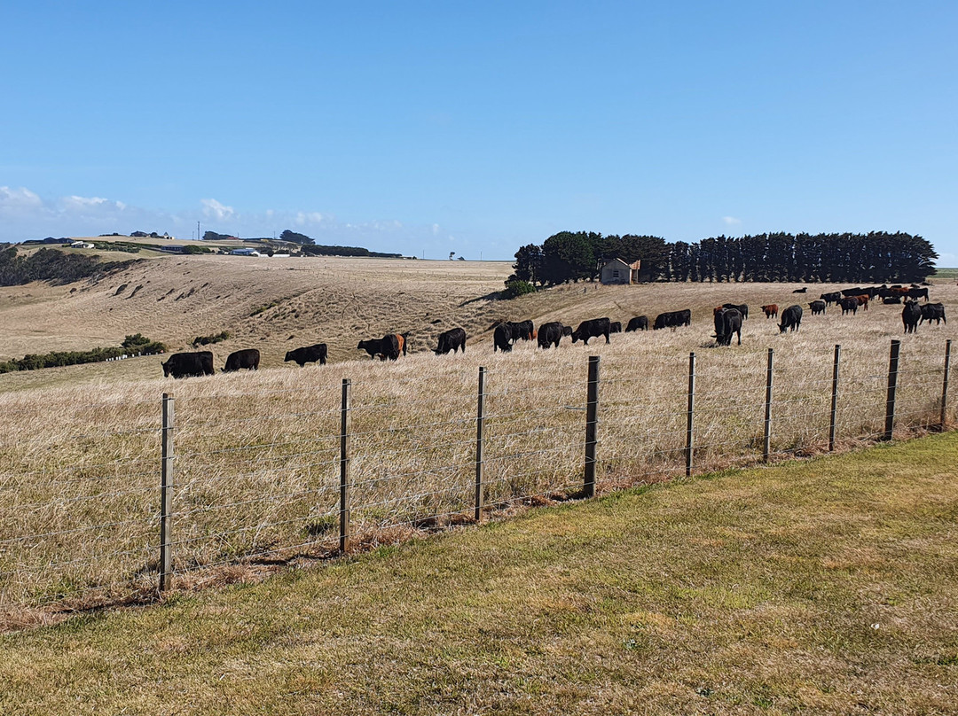 Highfield Lookout-斯坦利必去景点