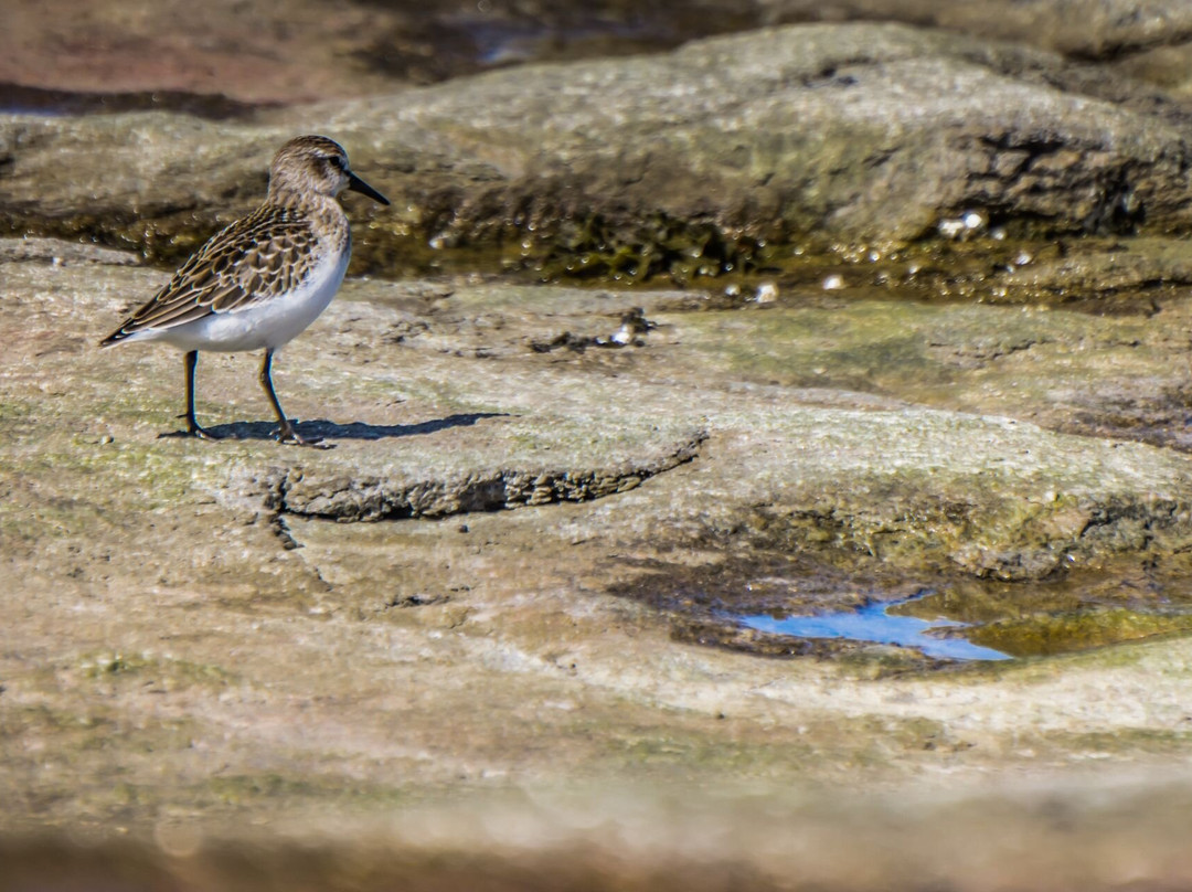 Île Nue De Mingan-Longue-Pointe-de-Mingan必去景点