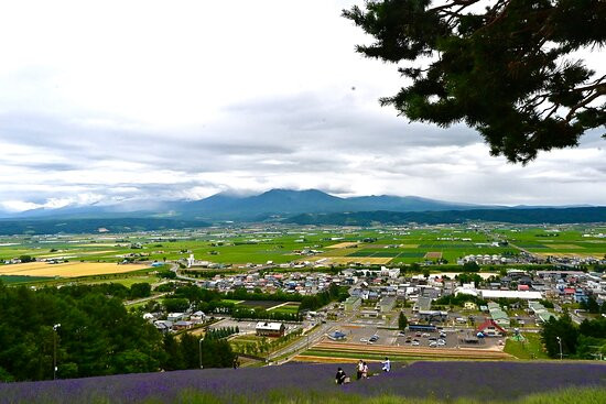 富良野町营薰衣草园-中富良野町必去景点