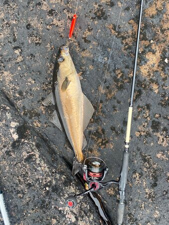 West Coast Fishing景点图片