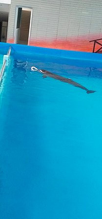 Dolphin Planet Hotel &SPA主图