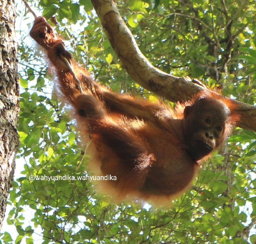 Wahyu Tanjung Puting Tour and Trip-Pangkalan Bun必去景点
