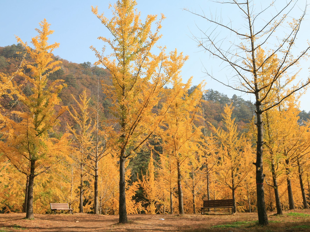 洪川郡旅游景点-Hongcheon Ginkgo Forest