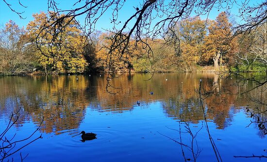 Danbury Country Park景点图片