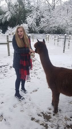 Cobb Creek Cabins主图