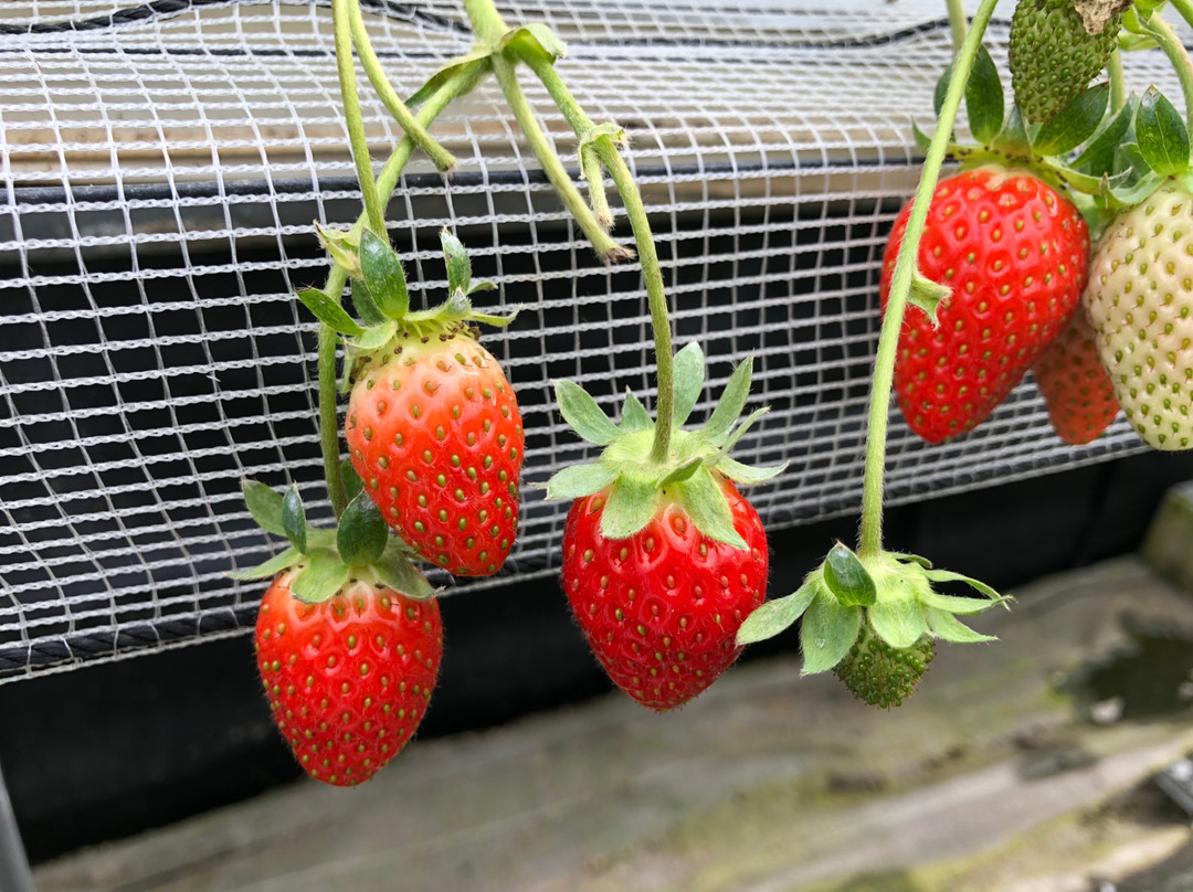 Strawberry Fields景点图片