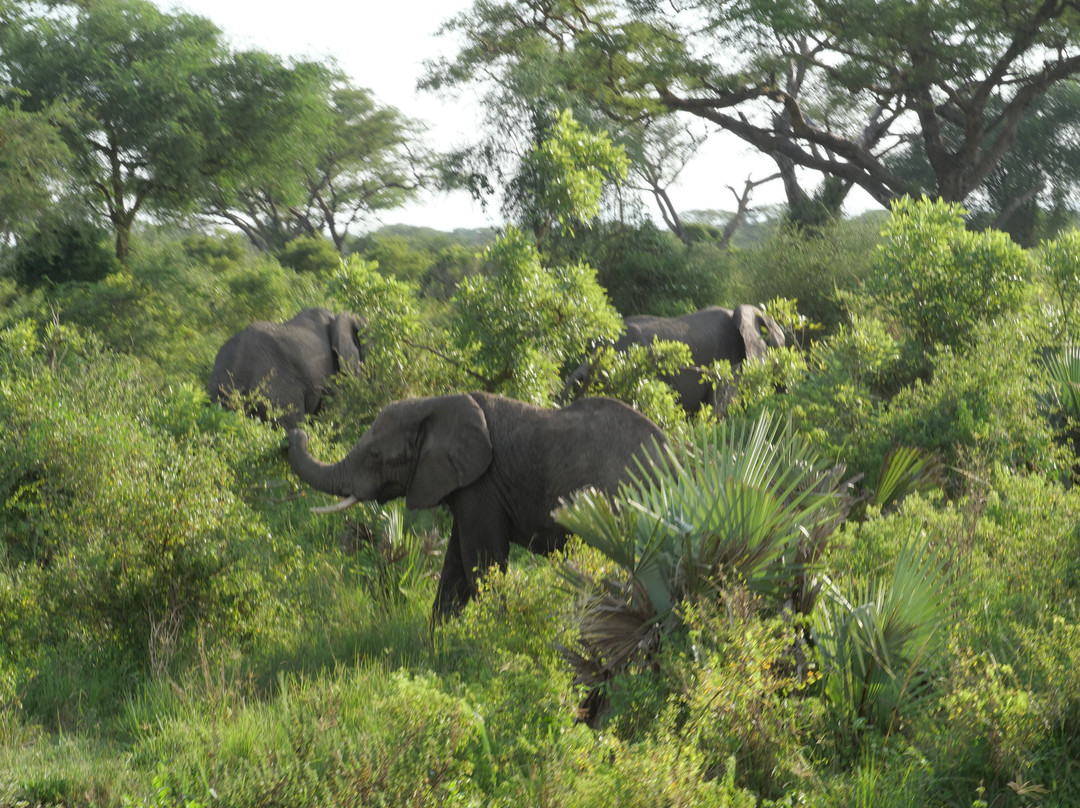 Okapi Tours And Travel Company-Goma必去景点