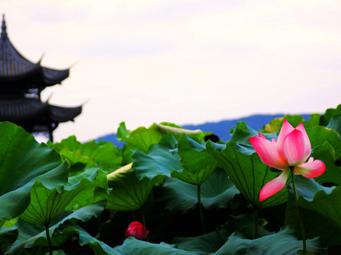 游遍杭州-杭州市必去景点