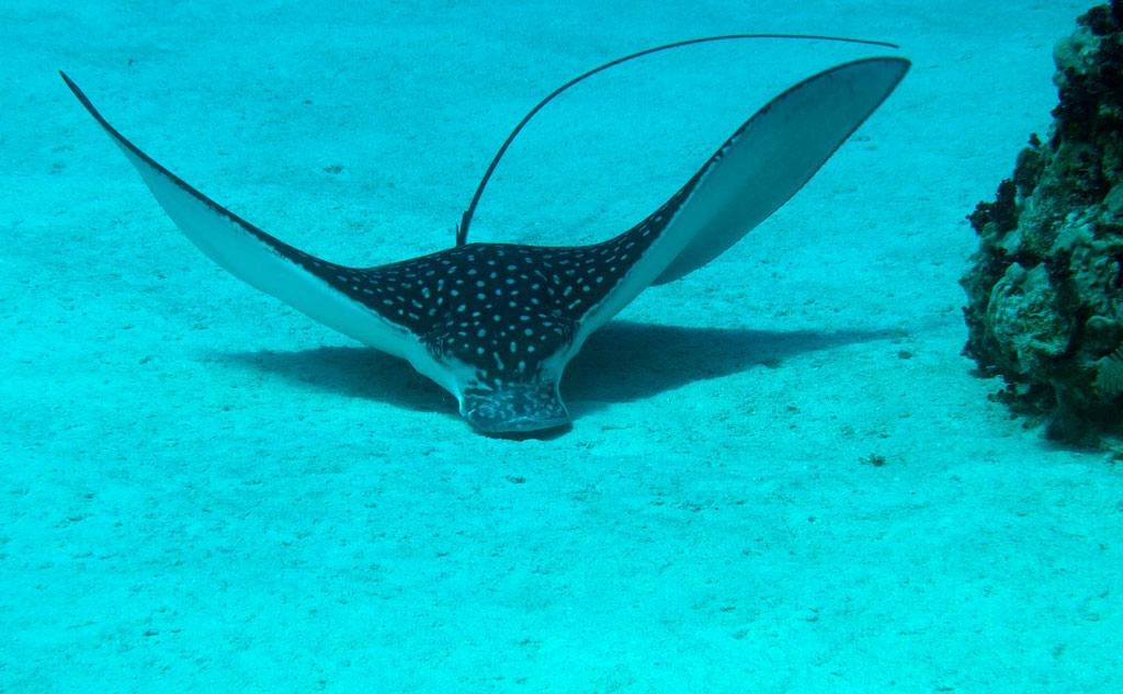 DNS Diving-七哩滩必去景点