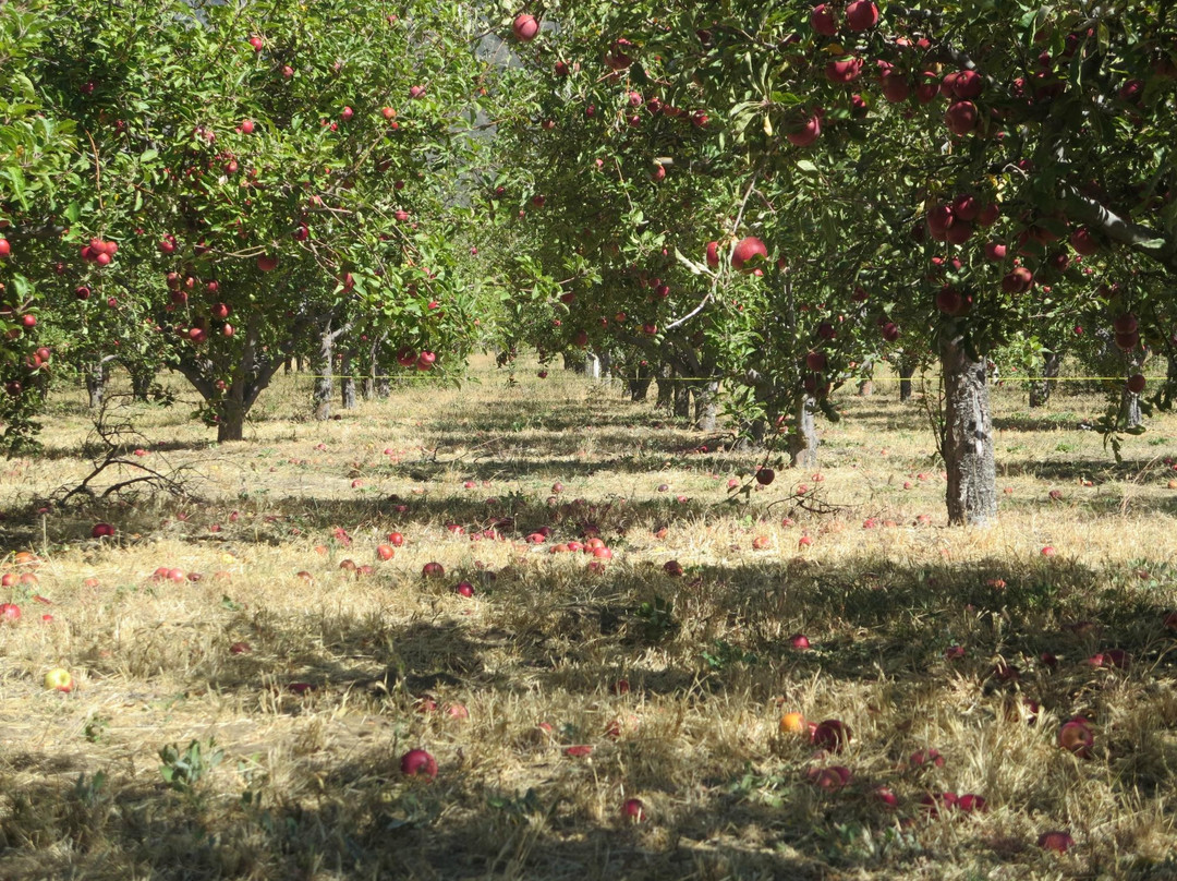 Forest Falls旅游景点-Rileys at Los Rios Rancho
