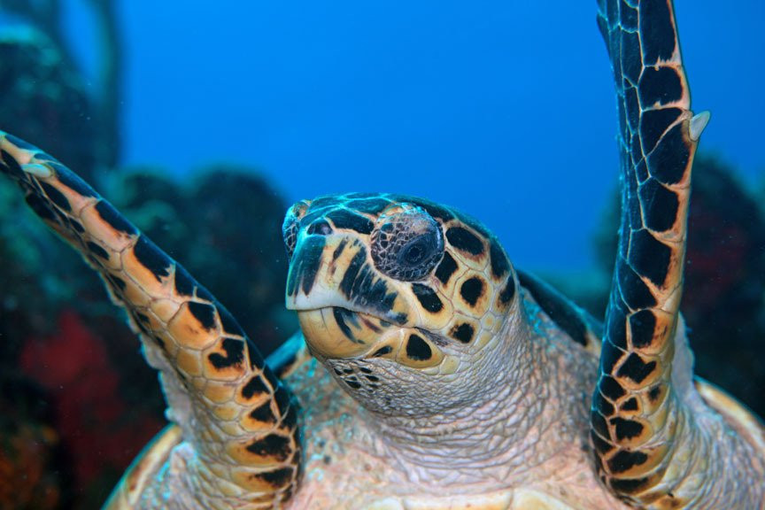 Sea Saba Dive Center