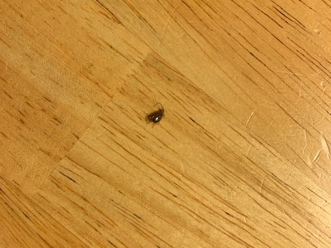 All Seasons Motel主图